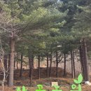 송원농원 | 가평 2박3일 가족여행 / 어비계곡, 아침고요수목원, 남이섬, 산골농원, 송원, 파주닭국수까지~