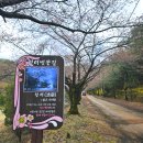 새싹공원 | 화성 동탄 새싹동산 청려수련원 캠핑장 예약 벚꽃 명당