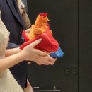 번영인쇄 | [결혼식 이벤트] 결혼식 닭 인형 내돈내산, 닭 날리기 이벤트 후기