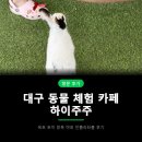 오리와토끼 | 대구 동물 체험 카페 하이주주 옥포 미니피그 아기염소 오리 토끼 4인가족 후기