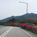 섬진강변 철쭉길 이미지