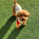 도그아레아 네이버블로그