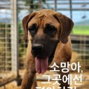 소망켄넬 이미지