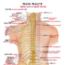 척수신경의 이해 1 이미지