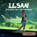 [내돈내산] 일산 아쿠아플라넷 리뉴얼 후기 아이와 함께 즐긴 바다코끼리 체험에 할인팁까지