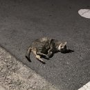 수브르
