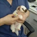 강아지와 고양이 이미지