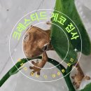 어쩌다게코집사 네이버블로그