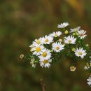 기다림의 나무.... Passacaglia (거리의 노래) - Secret Garden 이미지