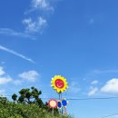 해바라기농장 | 제주도 동쪽 여행 김경숙해바라기농장 후기