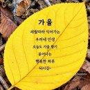 바보 같은 사나이.흑산도 아가씨.' 연모. 이미지