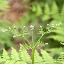 고사리곡 이미지