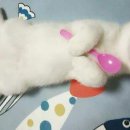 이쁜냥이 이미지