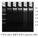 엠피코리아(MP korea) 이미지