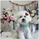 아지묭실 이미지