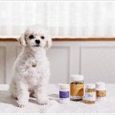 더펫 강아지분양 고양이분양 일산본점 | 일산에서 만나는 독특한 반려동물 공간, 더펫강아지분양고양이분양 일산본점