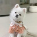 체크인독 애견유치원 이미지