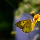 노랑나비 이미지