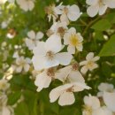 필립스(장미) 이미지