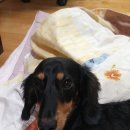 댕이의하루 이미지