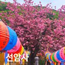 순천편백숲민박 | 전남 순천 선암사 겹벚꽃 절경 승선교 봄풍경 세계유산