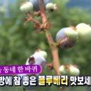 상용농원