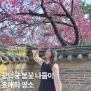 금천교 | 창덕궁 홍매화 개화 상황 낙선재 위치 서울 봄꽃 구경 후기