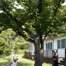 로뎀나무 아래 이미지