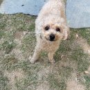 댕라이킷 이미지