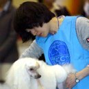 국제애견 이미지