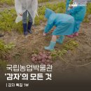금선농장 | [감자 특집 1부] 국립농업박물관 &#39;감자&#39;의 모든 것