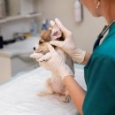 우리앤동물병원 이미지