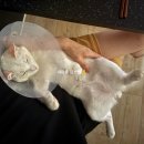 제일2차동물메디컬센터 | 계양동물메디컬센터 고양이 중성화비용 후기, 주차 편하고 가격도 합리적인 인천동물병원