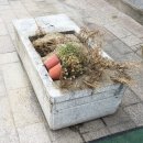 봉황로 문화의 거리 이미지