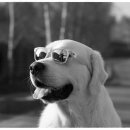 개봉동물병원 이미지