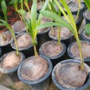 코코낫 코코스 코코넛야자나무 이미지