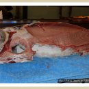 참좋은참치 이미지