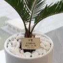 더 피올라 플라워 이미지