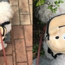 댕댕이 유치원 이미지