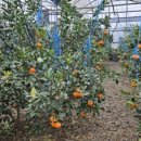 창호농장 이미지