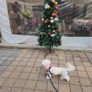 야옹아 멍멍해봐 별내점 이미지