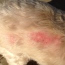 기장동물병원 이미지