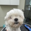 개털도사 이미지