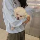 24시 라움동물의료센터 이미지