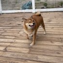 러브독 애견스쿨 이미지