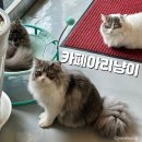 차사랑주유소 | 대전 이색 카페 아리냥이 고양이를 볼수있다냥