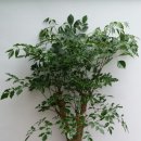 해피트리 이미지