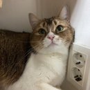 꾹꾹이 하는 고양이(kneading cats) | 고양이 꾹꾹이 이유 및 안하는 고양이, 심리적인 요인
