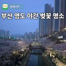 영도어울림문화공원 | 부산 야간 벚꽃 명소 영도 동삼해수천 아미르공원 데이트 코스