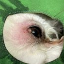 파랑새동물병원 | 강아지 눈꺼풀 종양 수술/ 서울 금천구 독산동 파랑새 동물병원
